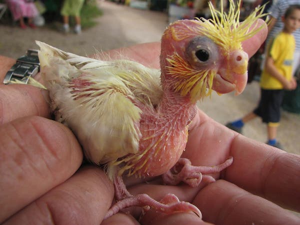 los animales más feos ave amarilla fea