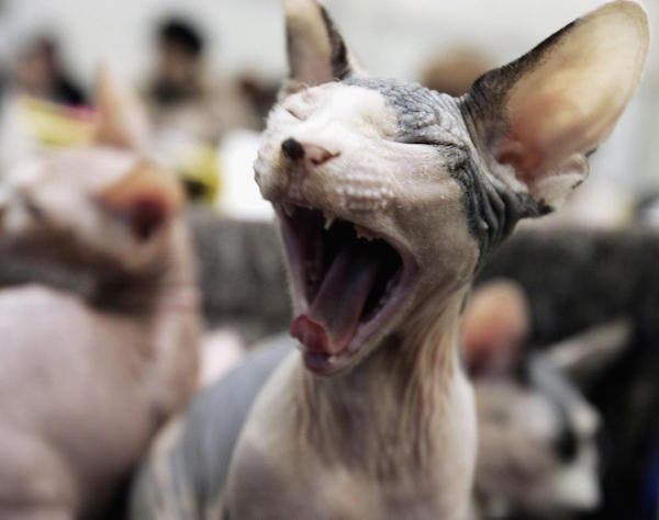 los animales mas feos gato canadiense