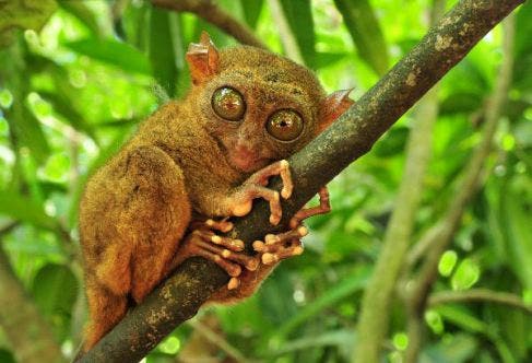 los animales mas feos mono filipino