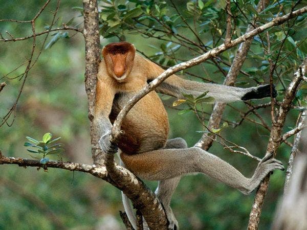 los animales mas feosmono probosis