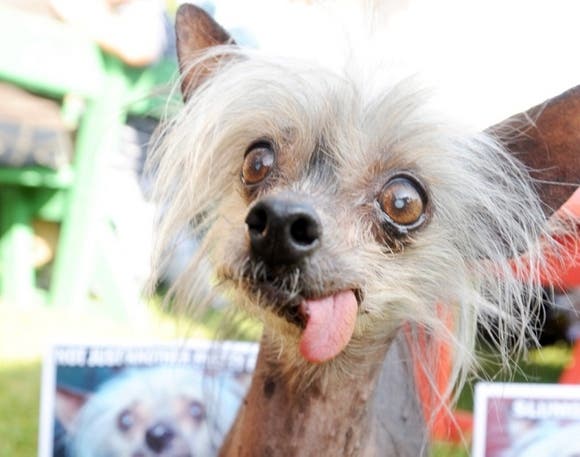 animales mas feos perro chino