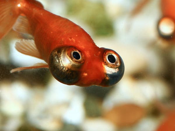 pez dorado ojon