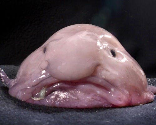 los animales mas feos pezblob