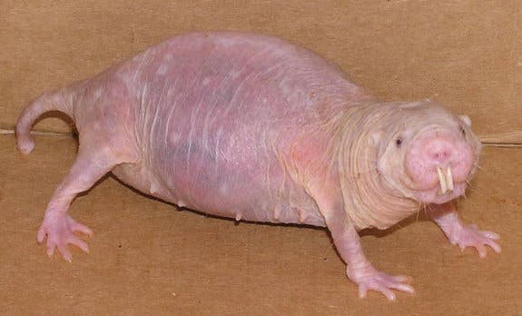 los animales mas feosrata calva