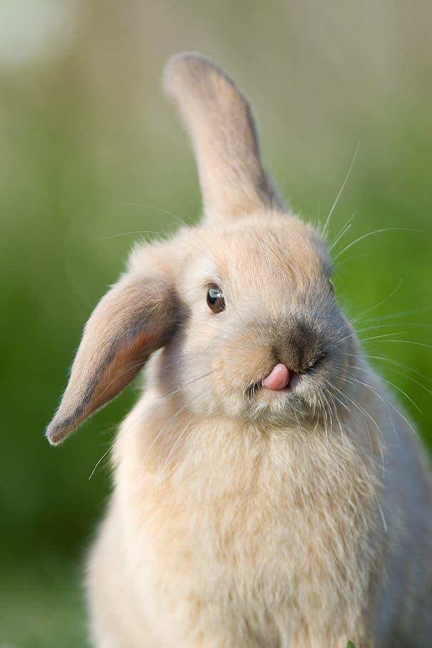 Una galería de conejitos mostrando su pequeña lengua ¡Simpáticos y adorables!