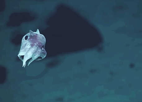 Compulsión Mucho bien bueno nombre de la marca Encontradas extrañas criaturas marinas nunca vistas a más de 6000 metros de  profundidad