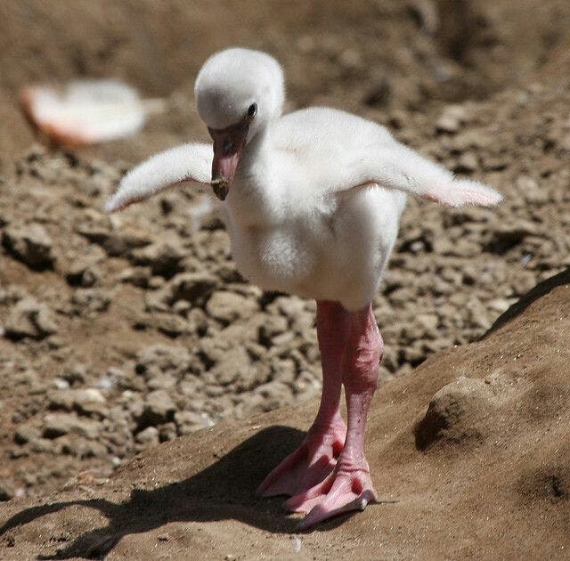 flamingos
