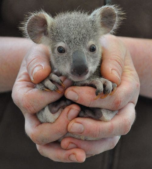 koalas