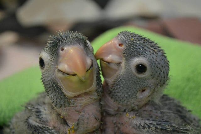 loros