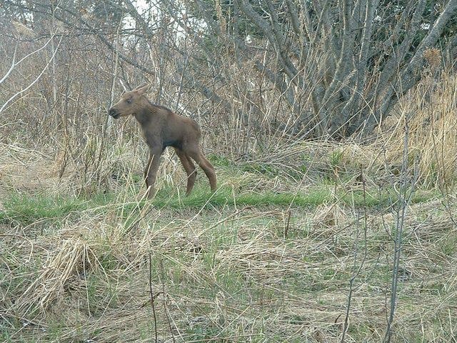 moose