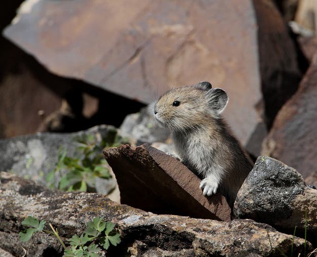 pikas-2