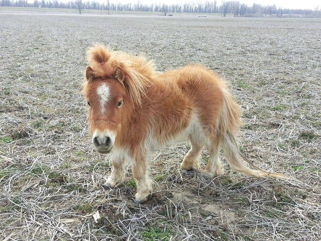 ponny