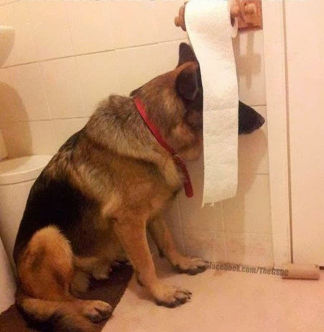 Estos perros han tenido las mejores ideas para ocultarse