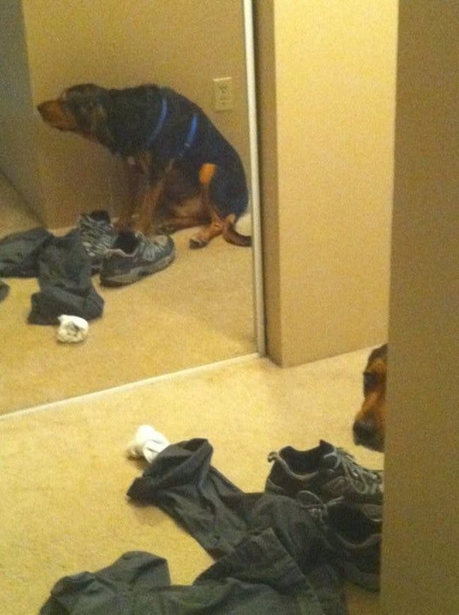 Estos perros han tenido las mejores ideas para ocultarse