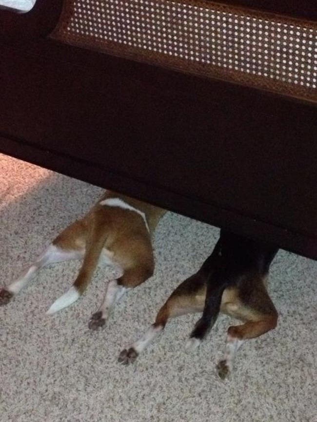 Estos perros han tenido las mejores ideas para ocultarse