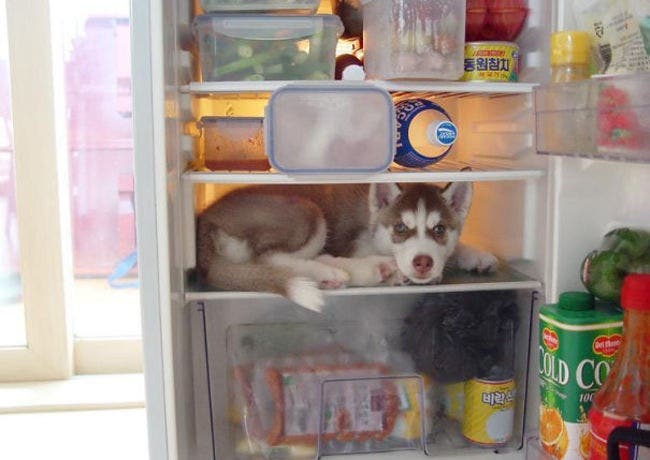 Estos perros han tenido las mejores ideas para ocultarse