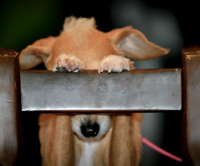 Estos perros han tenido las mejores ideas para ocultarse