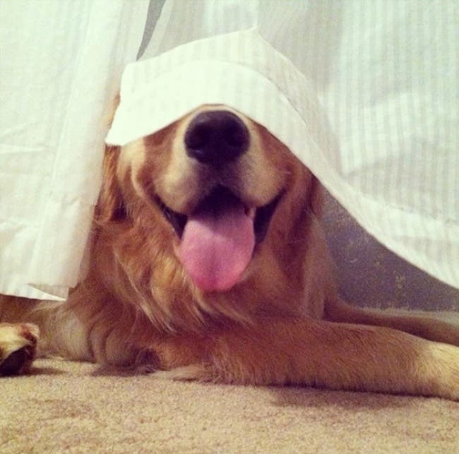 Estos perros han tenido las mejores ideas para ocultarse