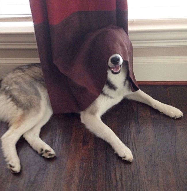 Estos perros han tenido las mejores ideas para ocultarse