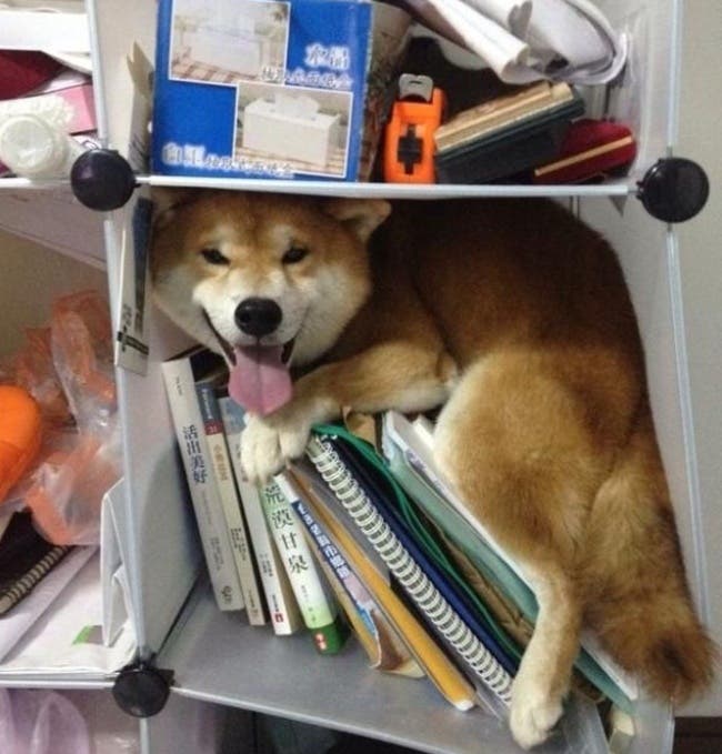 Estos perros han tenido las mejores ideas para ocultarse