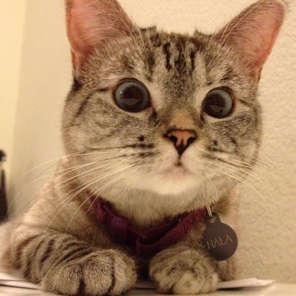 Nala-Instagram