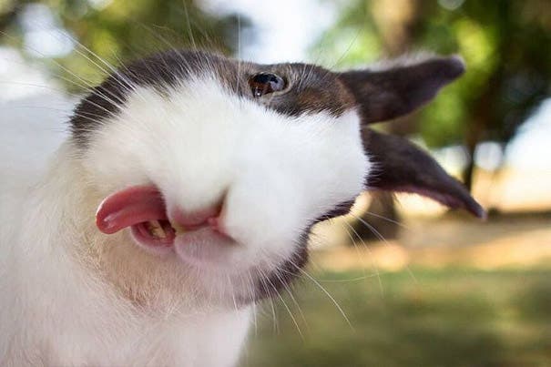 Una galería de conejitos mostrando su pequeña lengua ¡Simpáticos y adorables!