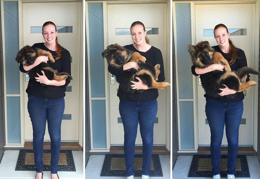 Una pareja documenta lo rápido que ha crecido su perro…