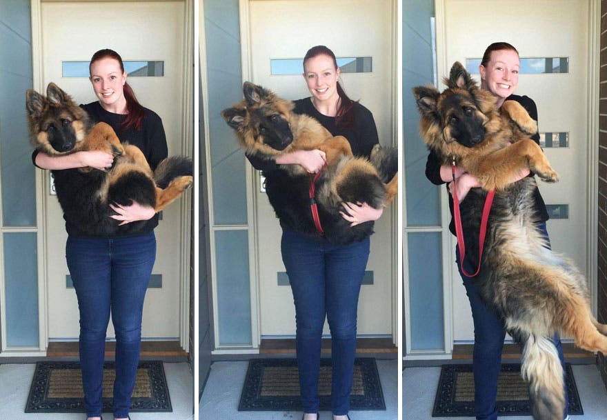 Una pareja documenta lo rápido que ha crecido su perro…