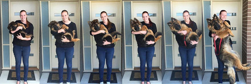 Una pareja documenta lo rápido que ha crecido su perro…