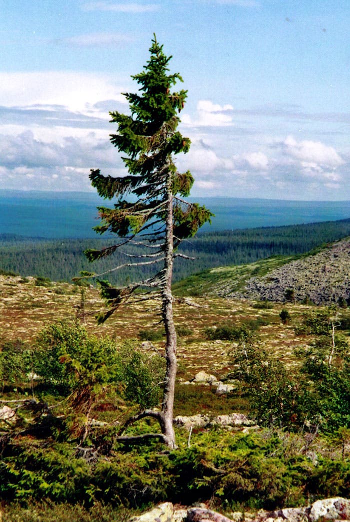 natura