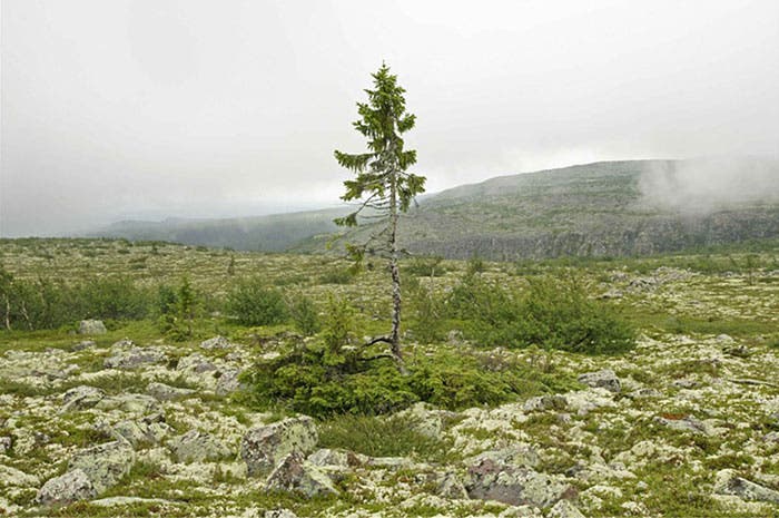 verde