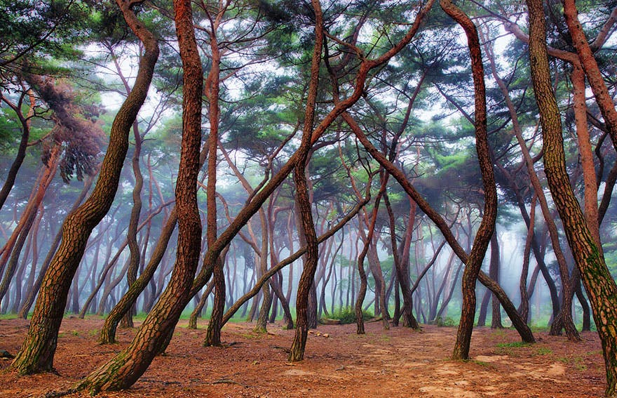 18 misteriosos bosques en los que no te importará perderte ¡El 11 parece de cuento de hadas!