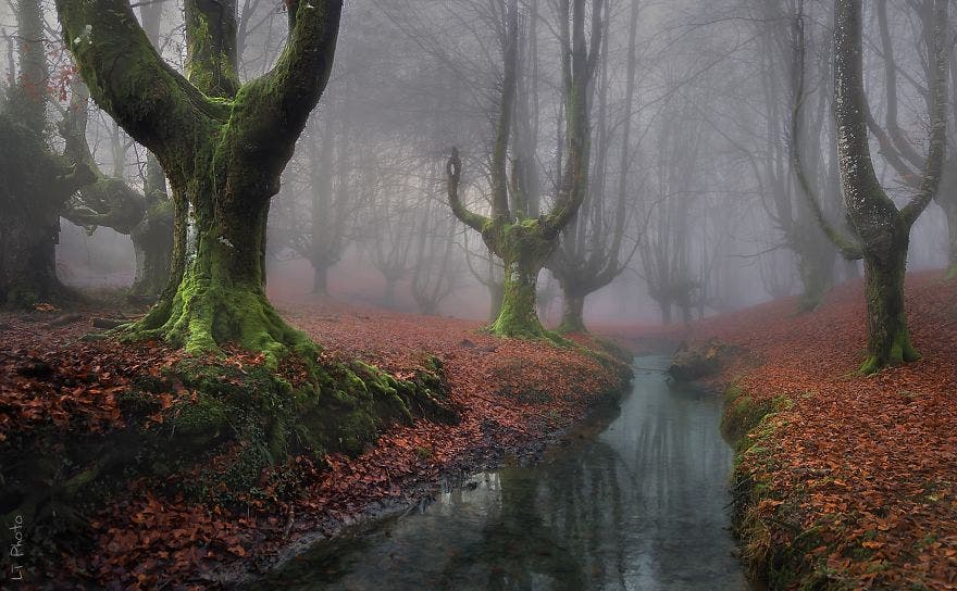 18 misteriosos bosques en los que no te importará perderte ¡El 11 parece de cuento de hadas!