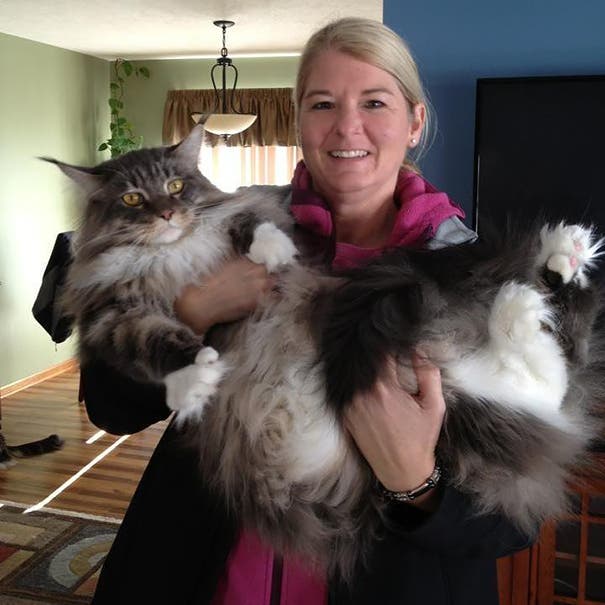 16 gatos de la raza Maine Coon harán que el tuyo se vea diminuto ¡Son enormes!