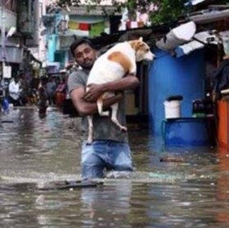 En medio de una devastadora inundación, esta luchadora perrita salvó a sus cachorros