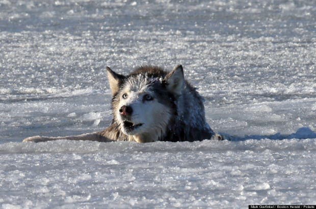 Dog rescued out of frozen lake