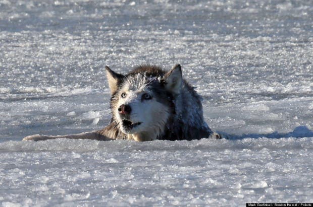 Dog rescued out of frozen lake