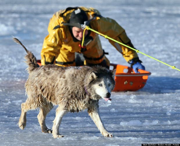 Dog rescued out of frozen lake