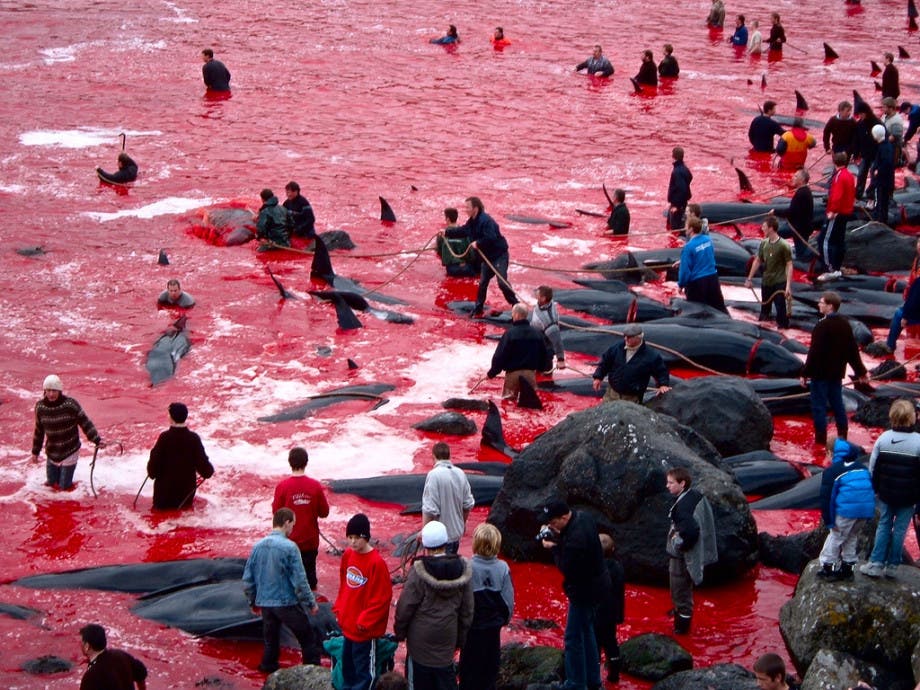 bloody_water_from_killing_whales