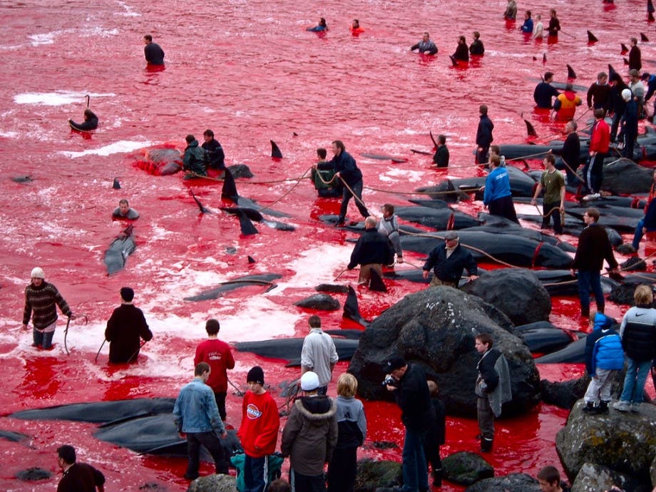 bloody_water_from_killing_whales