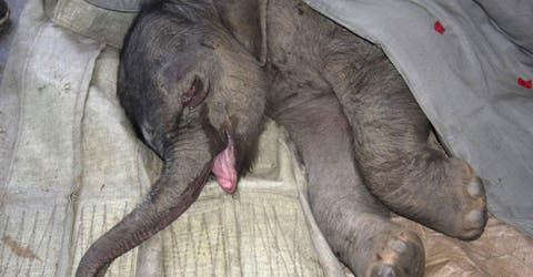 Un pequeño elefante rompe a llorar ante el rechazo de su madre