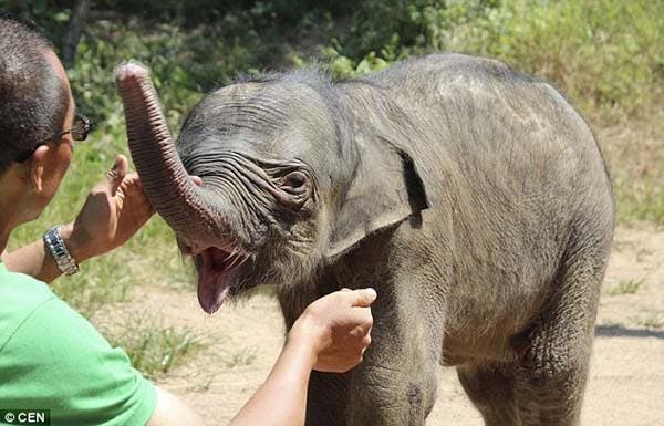 elephant-calf