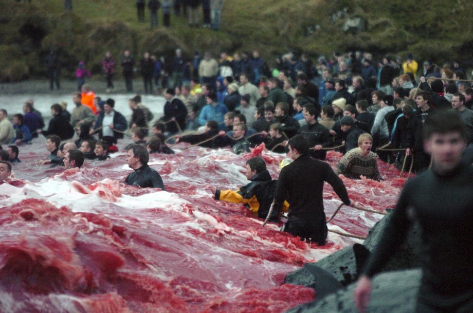 Inhabitants of Faroe Islands catch and slaughter pilot whales (Globicephala melaena) during the traditional 'Grindadrap' (whale hunting in Faroese) near the capital Torshavn