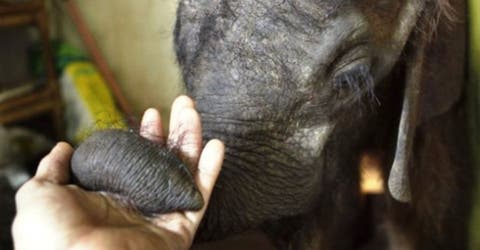 Un elefantito acepta de forma asombrosa a su nueva familia al ser rescatado de una muerte segura