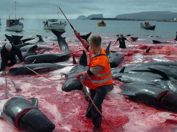 whaling-faroe-islands