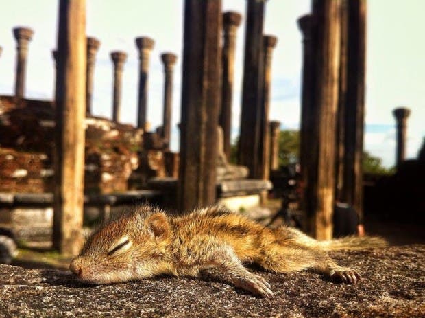 abandoned-squirrel-sri-lanka-paul-williams-11