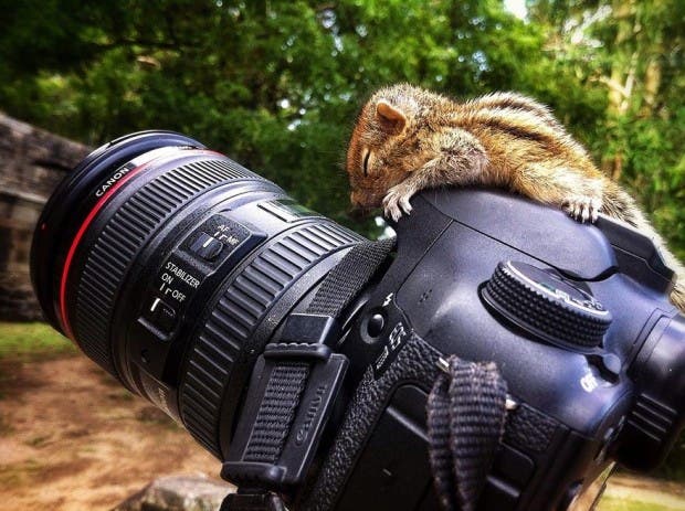 abandoned-squirrel-sri-lanka-paul-williams-12