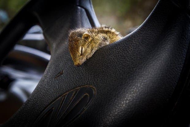 abandoned-squirrel-sri-lanka-paul-williams-2