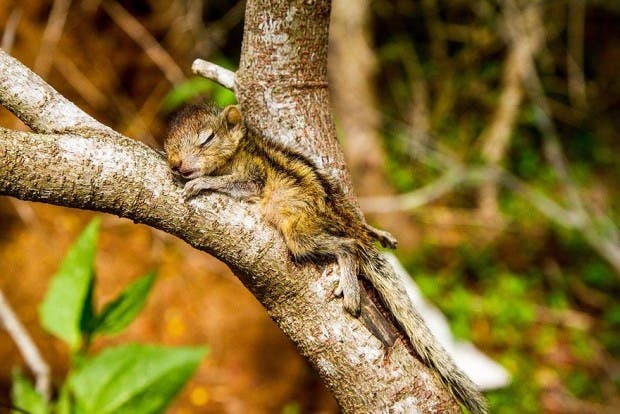 abandoned-squirrel-sri-lanka-paul-williams-3