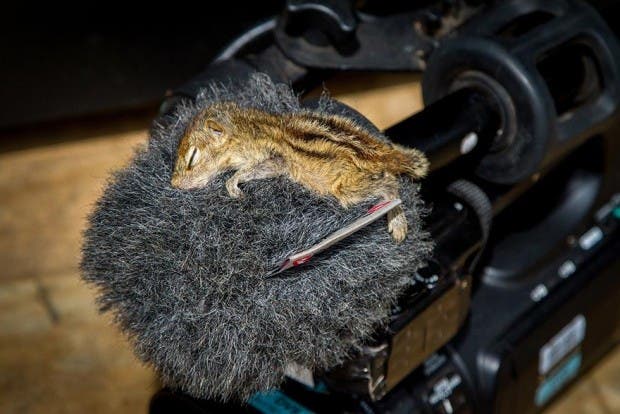 abandoned-squirrel-sri-lanka-paul-williams-4